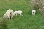 PICTURES/Scotland  Critters/t_P1300980.JPG